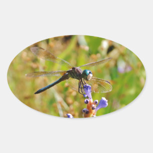 Lavender blomdrake ovalt klistermärke
