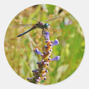 Lavender blomdrake runt klistermärke