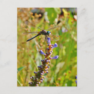 Lavender blomdrake vykort