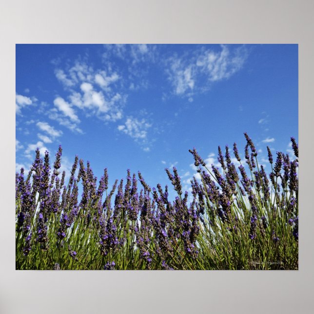 Lavender-blommor i fält på blå himmel under sommar poster (Framsidan)
