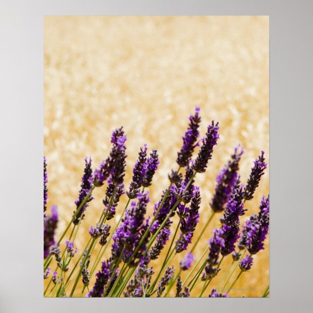 Lavender-blommor i fält, Siena-provinsen, Poster (Framsidan)