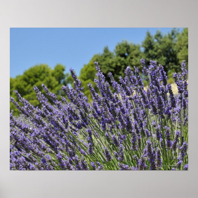 Lavender-blommor i fält under sommaren, Provence Poster (Framsidan)