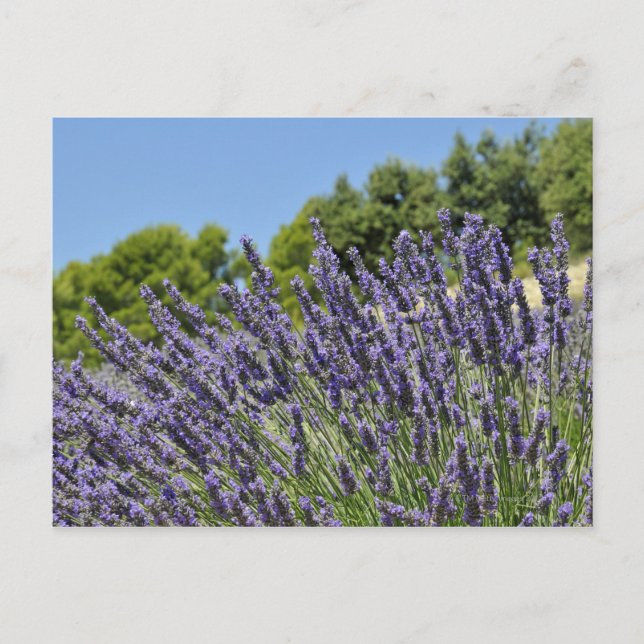 Lavender-blommor i fält under sommaren, Provence Vykort (Framsida)
