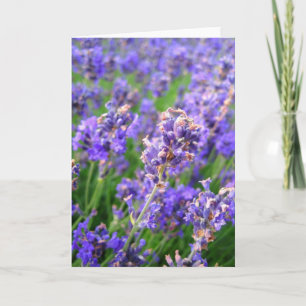 Lavender-blommor - kort