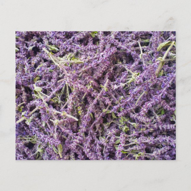 Lavender blommor mönster flygblad (Framsidan)