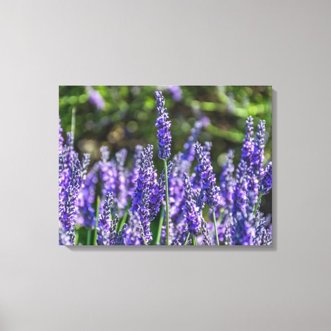 Lavender-blommor nära kanvastrycket canvastryck (Framsida)