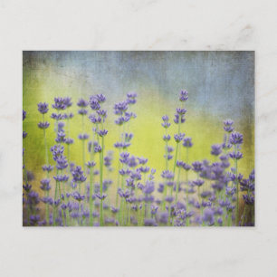 Lavender Blommor Vykort
