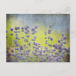 Lavender Blommor Vykort