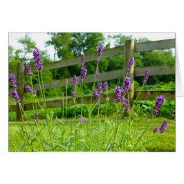 Lavender Blooming Hälsningskort