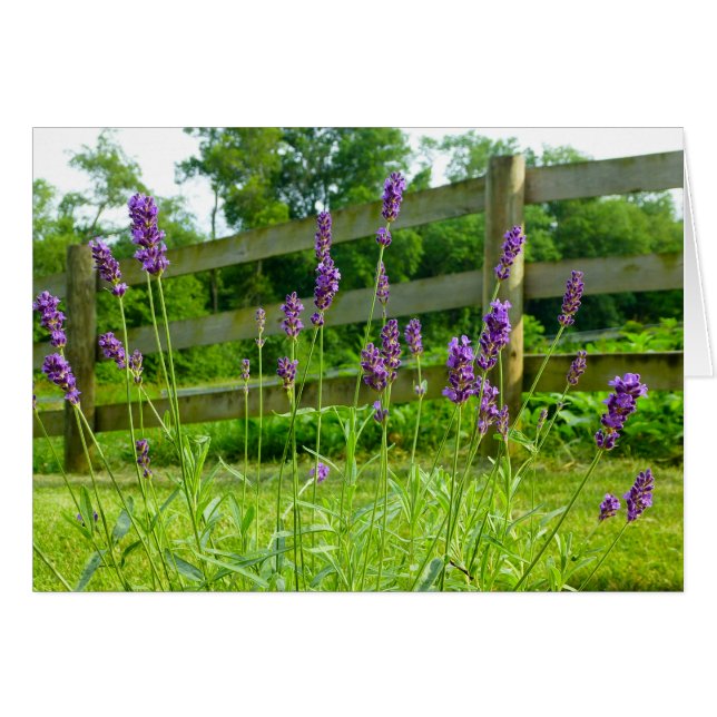 Lavender Blooming Hälsningskort (Framsidan Horizontal)