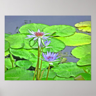 LAVENDER BLUE LOTUS BLOMMAR OCH LJUSGRÖNT LILY POSTER