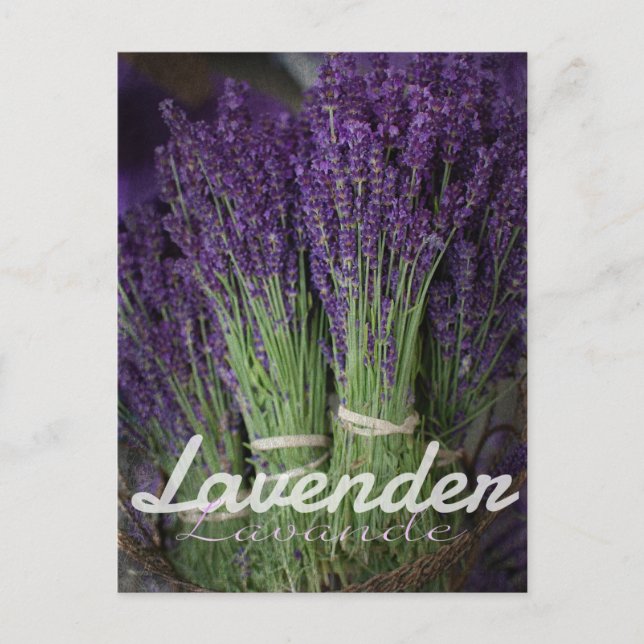 Lavender Bunch Vykort (Framsida)