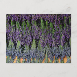 Lavender Bunches på ett torkrack Vykort