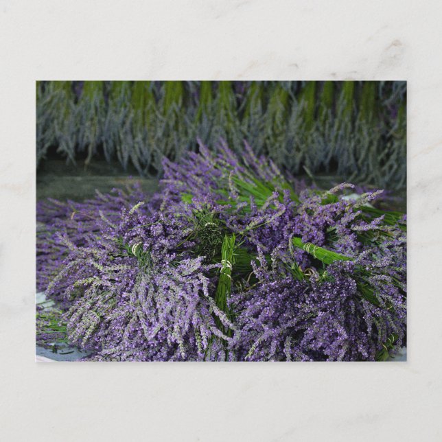 Lavender Bunches Vykort (Framsida)