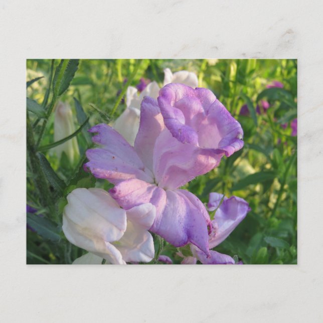 Lavender Campunella Bell Flower Vykort (Framsida)