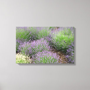 Lavender Canvastryck