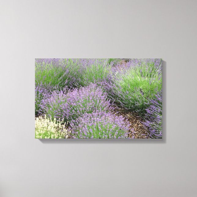 Lavender Canvastryck (Framsida)