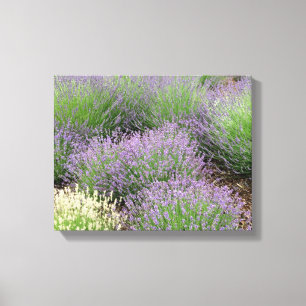 Lavender Canvastryck