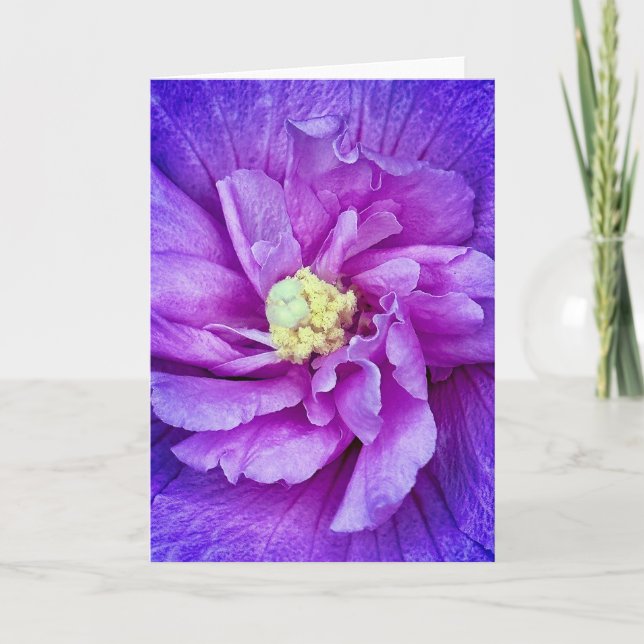 Lavender Chiffon Hibiscus blankgratulationskort Inbjudan (Framsida)