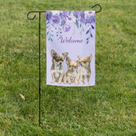 Lavender Chihuahua Puppies