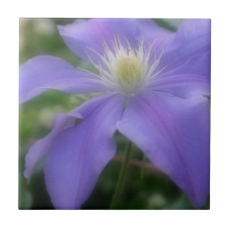 Lavender Clematis Flower Nature Kakelplatta