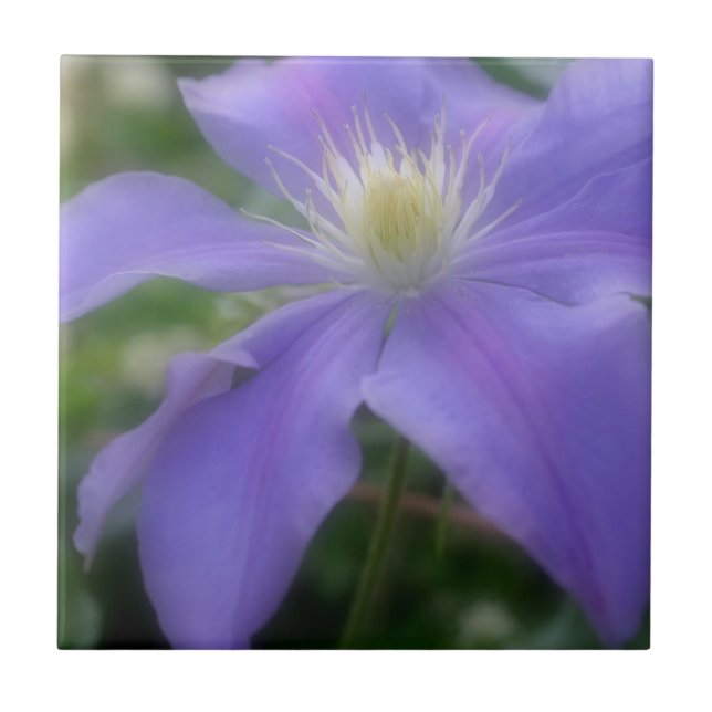 Lavender Clematis Flower Nature Kakelplatta (Framsidan)