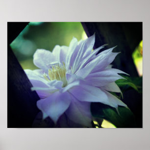 Lavender Clematis Flower nestled in Trellis Poster