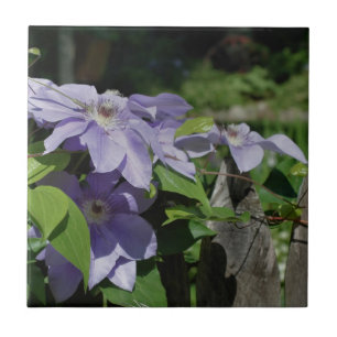 Lavender Clematis Flowers on Fence Nature Kakelplatta