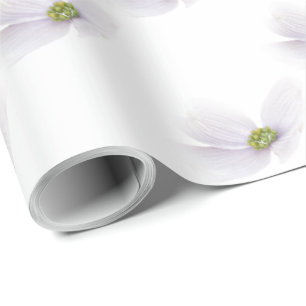 Lavender Cosmos blomma på White Presentpapper