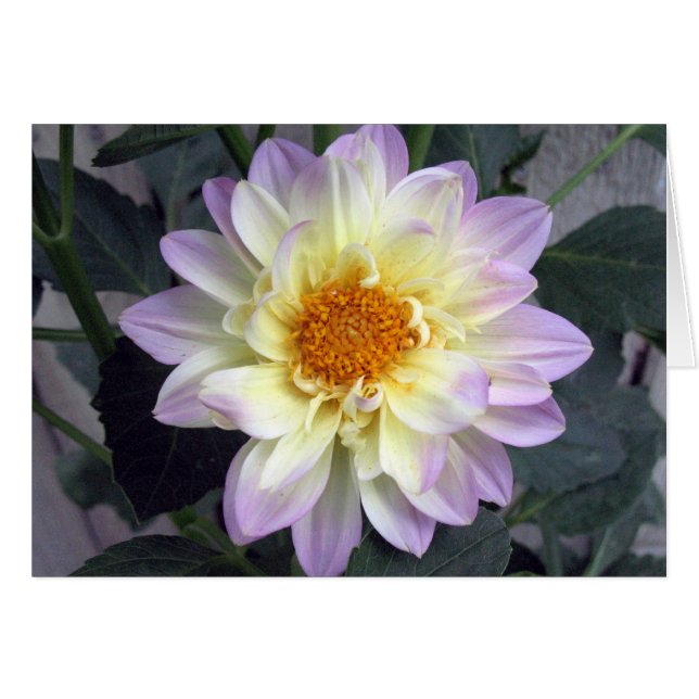Lavender Creme Dahlia Hälsningskort (Framsidan Horizontal)