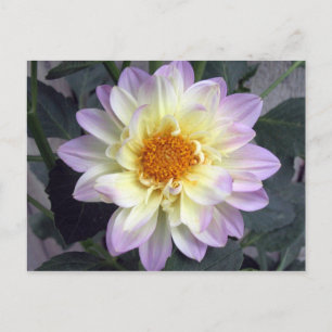 Lavender Creme Dahlia Vykort