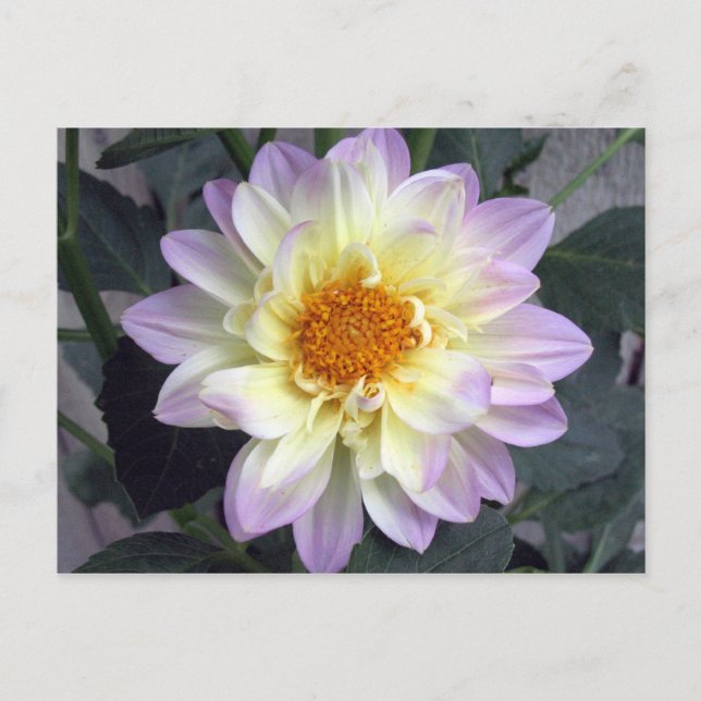 Lavender Creme Dahlia Vykort (Framsida)