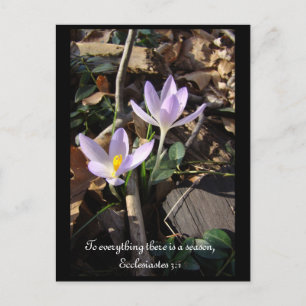 Lavender Crocus Vykort