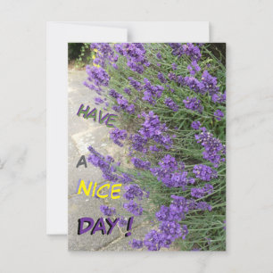 Lavender Cust. Text med ett vykort för Nice-dagen