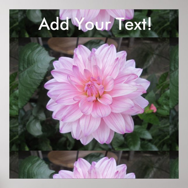 Lavender Dahlia Flower Poster (Framsidan)
