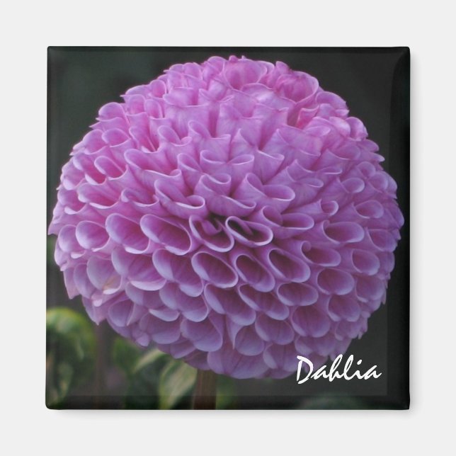 Lavender Dahlia Magnet (Framsidan)