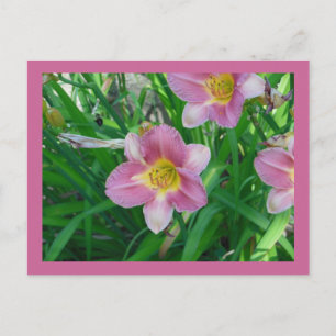 Lavender Daylilies Vykort