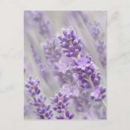 Lavender drömmer. vykort