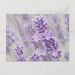 Lavender drömmer. vykort