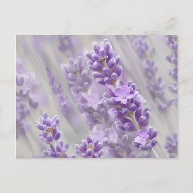 Lavender drömmer. vykort (Framsida)
