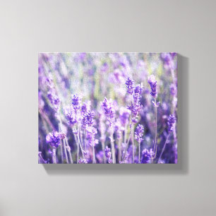Lavender Fält Blommigt Canvastryck