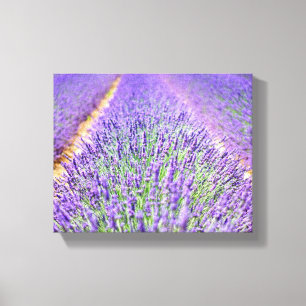 Lavender Fält Canvastryck