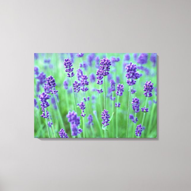 Lavender Fält Canvastryck (Framsida)