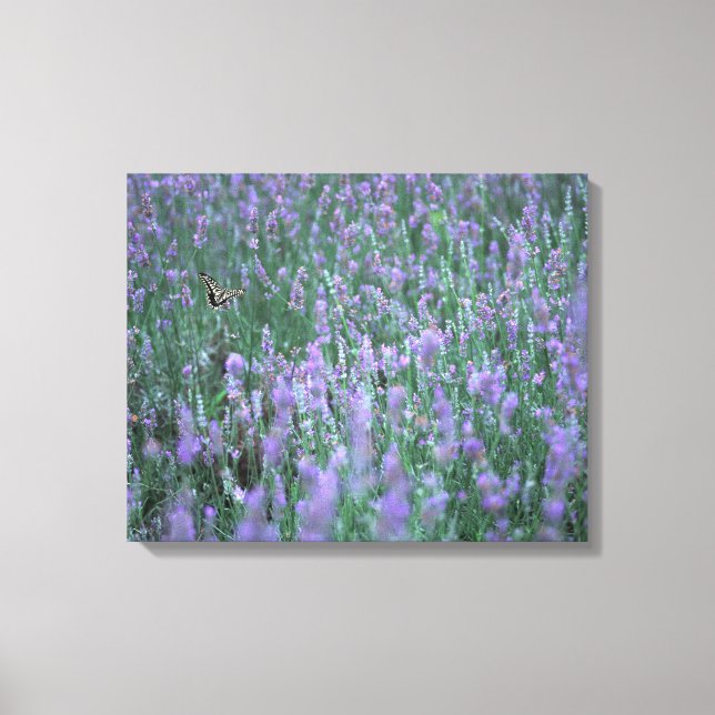 Lavender Fält Canvastryck (Framsida)