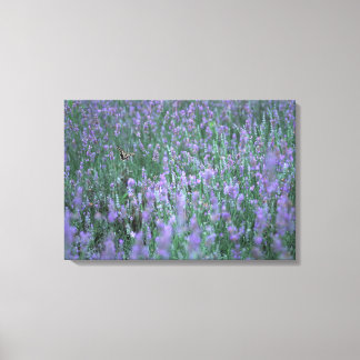 Lavender Fält Canvastryck