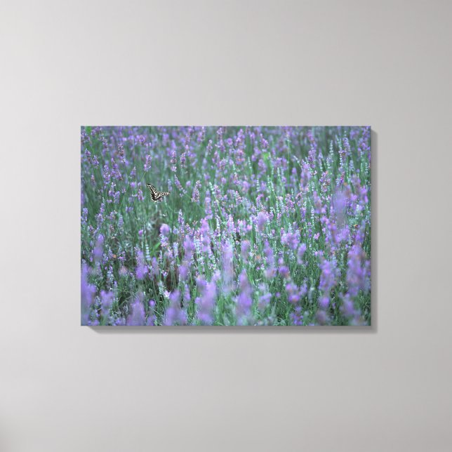 Lavender Fält Canvastryck (Framsida)