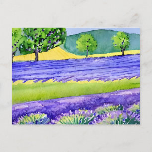 Lavender fält Frankrike Vykort