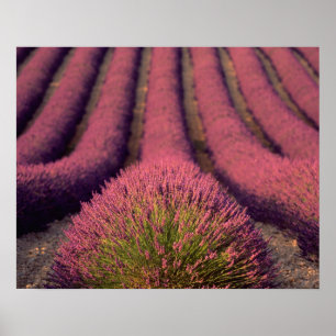 Lavender fält i High Provence, Frankrike 2 Poster