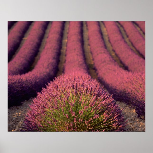 Lavender fält i High Provence, Frankrike 2 Poster (Framsidan)