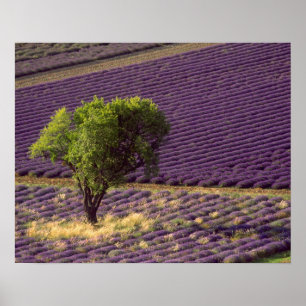 Lavender fält i High Provence, Frankrike Poster
